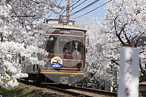 Cherry blossom tunnel, Keifuku line, Arashiyama, Kyoto. railway and brown train