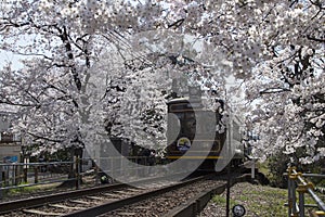 Cherry blossom tunnel, Keifuku line, Arashiyama, Kyoto. railway and brown train