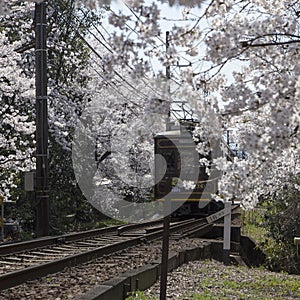 Cherry blossom tunnel, Keifuku line, Arashiyama, Kyoto. railway and brown train