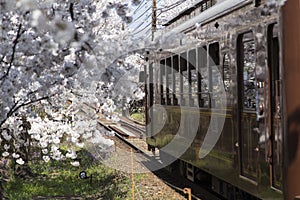 Cherry blossom tunnel, Keifuku line, Arashiyama, Kyoto. railway and brown train