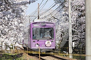 Cherry blossom tunnel, Keifuku line, Arashiyama, Kyoto. railway and pink train