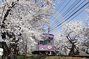 Cherry blossom tunnel, Keifuku line, Arashiyama, Kyoto. railway and pink train