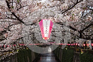Cherry Blossom Tunnel at Meguro River, Tokyo, Japan