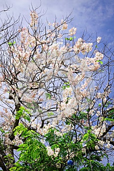 Cherry blossom under blue sky in spring time