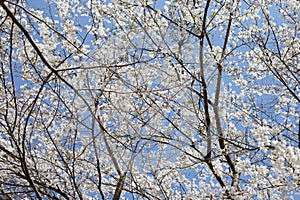 cherry blossom under clear blue sky in Spring