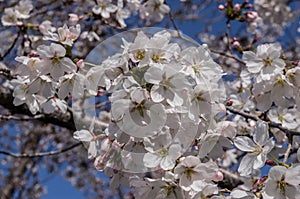 Cherry Blossom At Utah State Capital, Salt Lake City, UTah