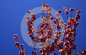 Cherry blossom. Vancouver Cherry Blossom Festival. Sacura cherry-tree. For easter and spring greeting cards with copy