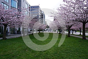 Cherry Blossom in Vancouver