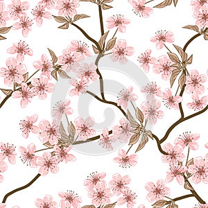 Cherry blossom vector background. (Seamless