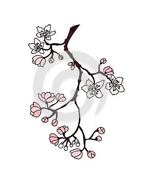 Cherry blossom vector and illustration design on white background.