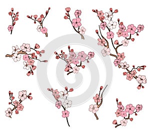 Cherry blossom vector and illustration design on white background.