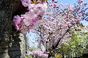 Cherry blossom is very beautiful in Mainz