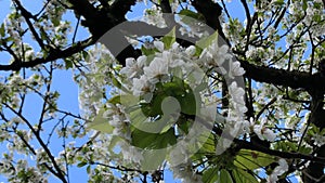 Cherry blossom, view up to the head