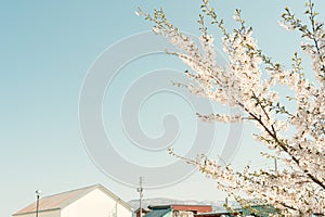 Cherry blossom and village house in Otaru, Hokkaido, Japan photo