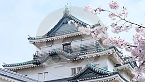 Cherry blossom at Wakayama Castle