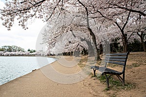 Cherry Blossom in Washington, D.C., with an empty chair