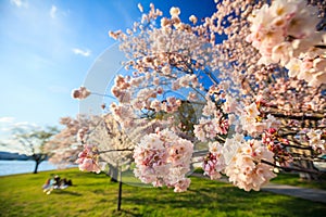 Cherry Blossom Washington, DC