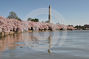 Cherry Blossom, Washington DC