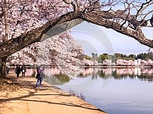 Cherry Blossom in Washington DC Tidal Basin with Washington Monument and pink cherry trees reflecting in the water.