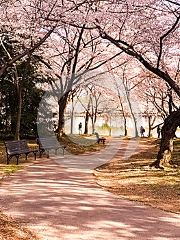 Cherry Blossom in Washington DC Tidal Basin with Washington Monument and pink cherry trees reflecting in the water.