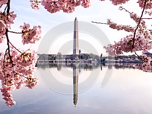 Cherry Blossom in Washington DC Tidal Basin with Washington Monument and pink cherry trees reflecting in the water.