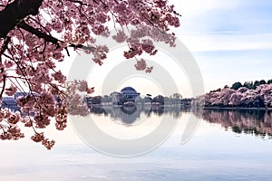 Cherry Blossom in Washington DC Tidal Basin with Washington Monument and pink cherry trees reflecting in the water.