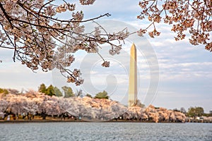 Cherry blossom in Washington, DC, with the Washington Monument as a background
