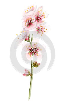 Cherry blossom watercolor branch with blooming pink almond tree flowers. Realistic sakura floral illustration ion white