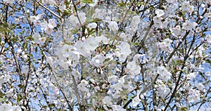Cherry blossom, white apple tree bloom detail close-up