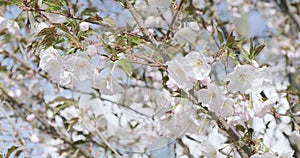 Cherry blossom, white apple tree bloom detail close-up