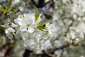 Cherry blossom, white flowers, spring, close-up