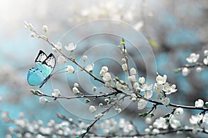 Cherry blossom in wild and butterfly. Springtime