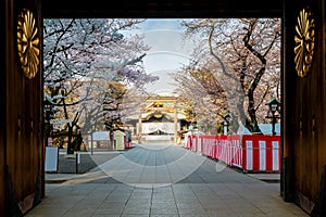 Cherry blossom at Yasukuni Shrine, Tokyo, Japan. a famous Tourist spot in Tokyo, Japan.