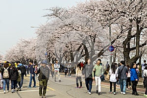 Cherry blossom at Yeouido Yunjung-ro, Seoul. One of the most popular destinations for viewing sakura.