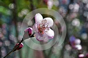 Cherry Blossom yinghua Beijing Flower 6