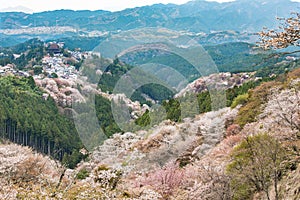 Cherry blossom on Yoshinoyama, Nara, Japan spring landscape