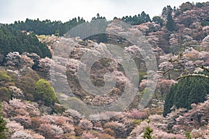 Cherry blossom on Yoshinoyama, Nara, Japan spring landscape