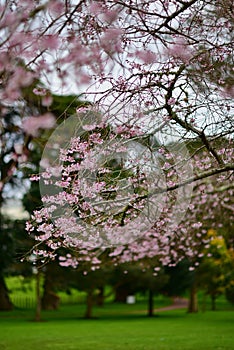 Cherry Blossoming in spring in Cornwall Park