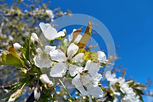 Cherry blossoms.