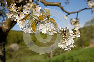 Cherry blossoms