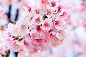 Cherry blossoms