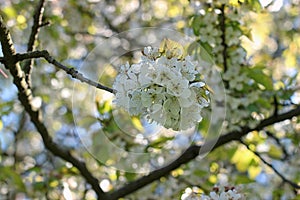 Cherry blossoms