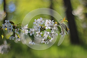 Cherry blossoms