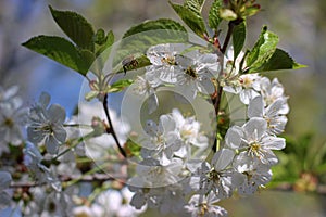 Cherry blossoms