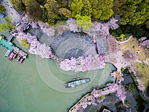 Cherry blossoms