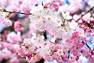 Cherry blossoms