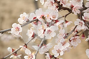 Cherry blossoms 2