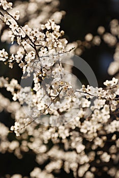 Cherry blossoms