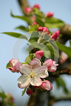 Cherry blossoms