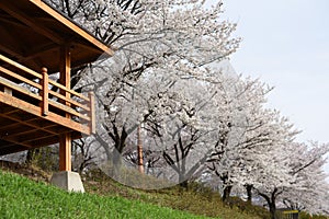 Cherry blossoms.